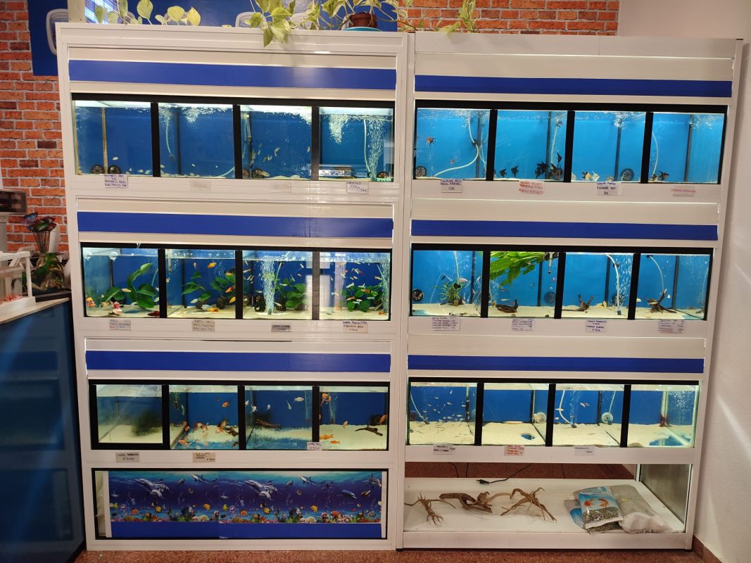mascotas peces
