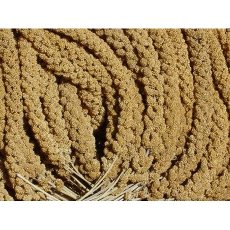 PANIZO EN RAMA EXTRA CALIDAD